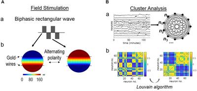 Cortical Network Synchrony Under Applied Electrical Field in vitro